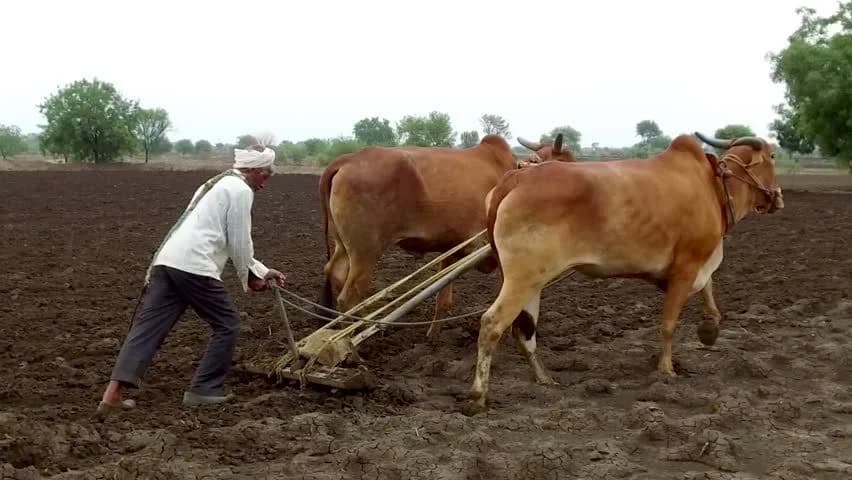 Farming Heritage of Jaffna